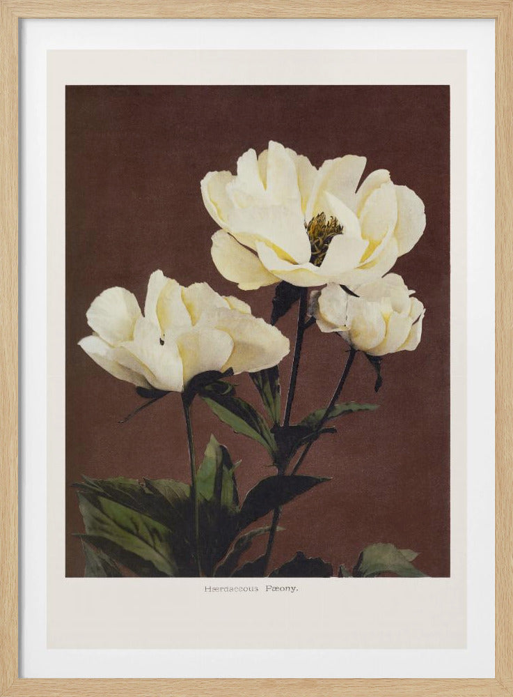 Herdaceous Peony - Poster / Art Print