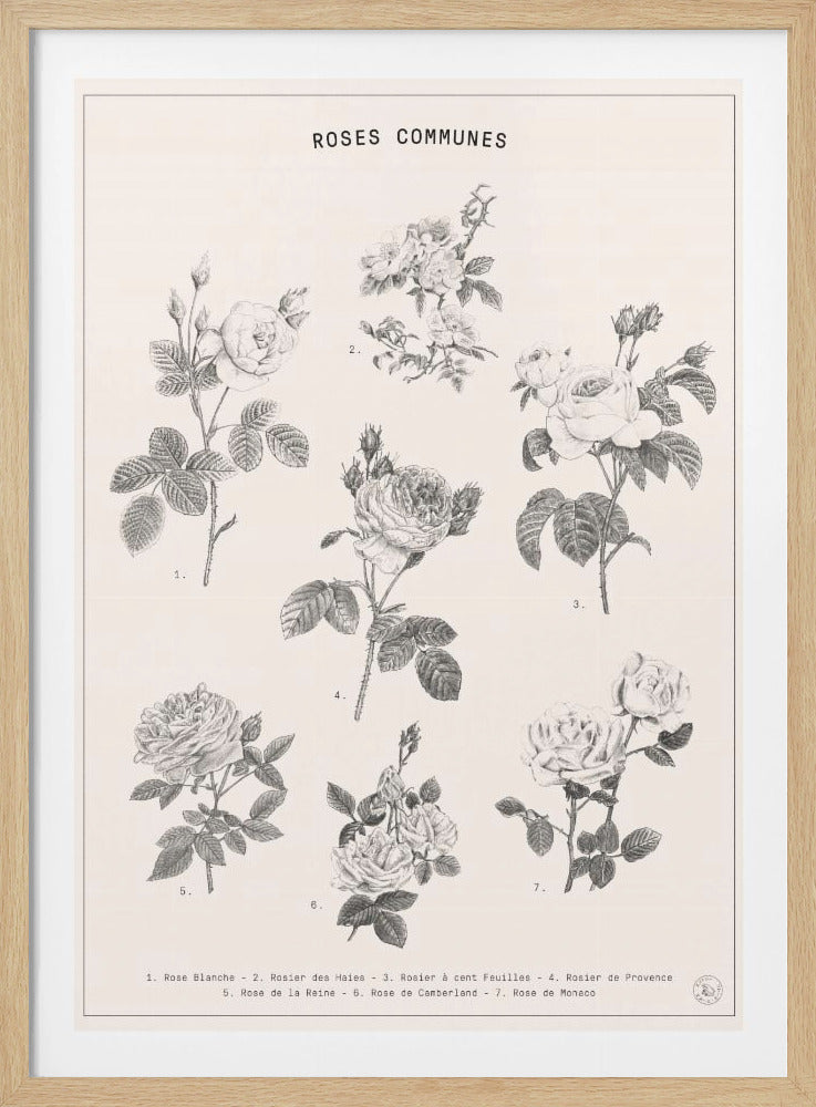 Roses - Poster / Art Print