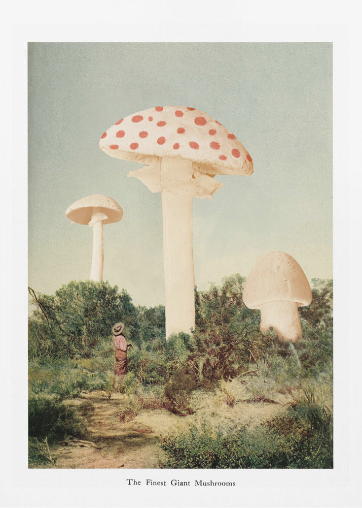 The Finest Giant Mushroom - Poster / Art Print