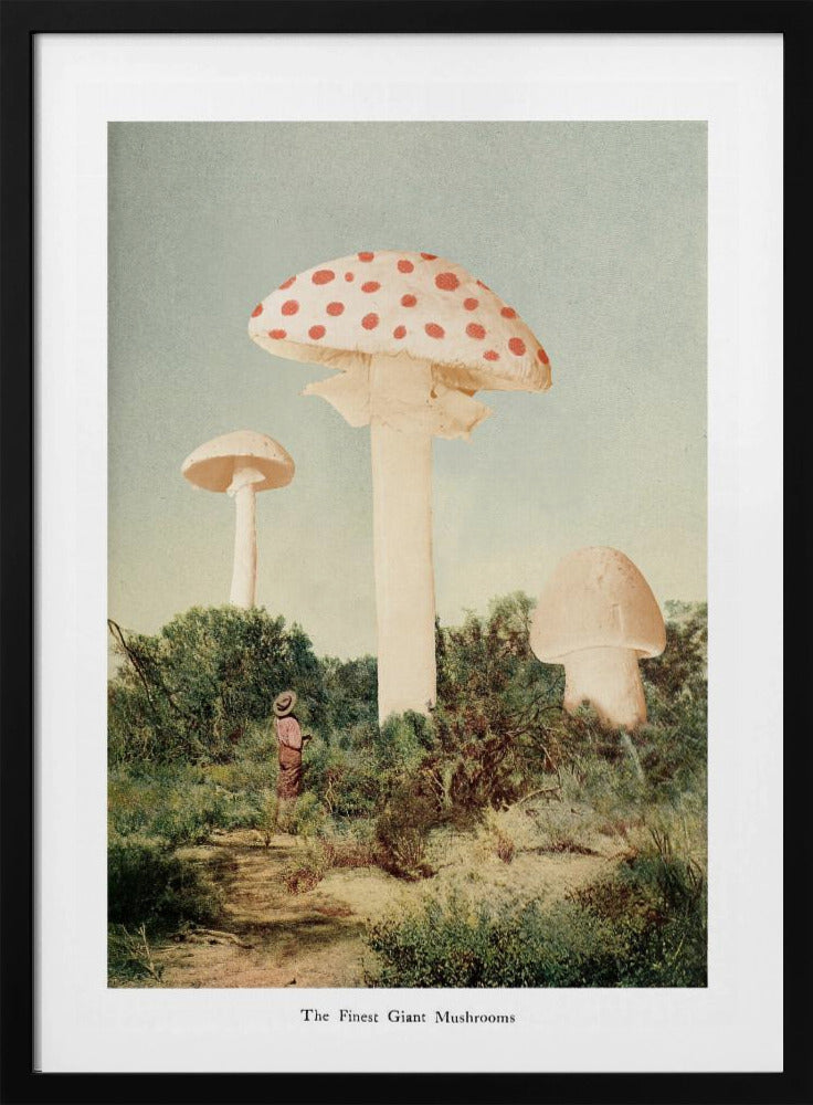 The Finest Giant Mushroom - Poster / Art Print