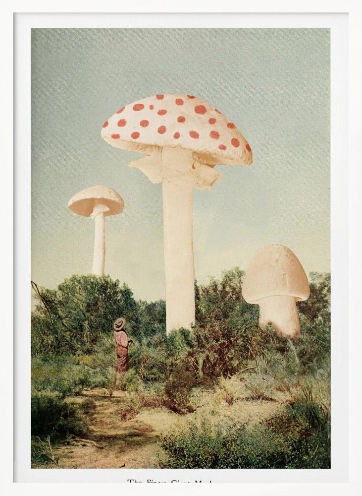 The Finest Giant Mushroom - Poster / Art Print