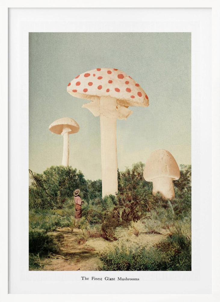 The Finest Giant Mushroom - Poster / Art Print