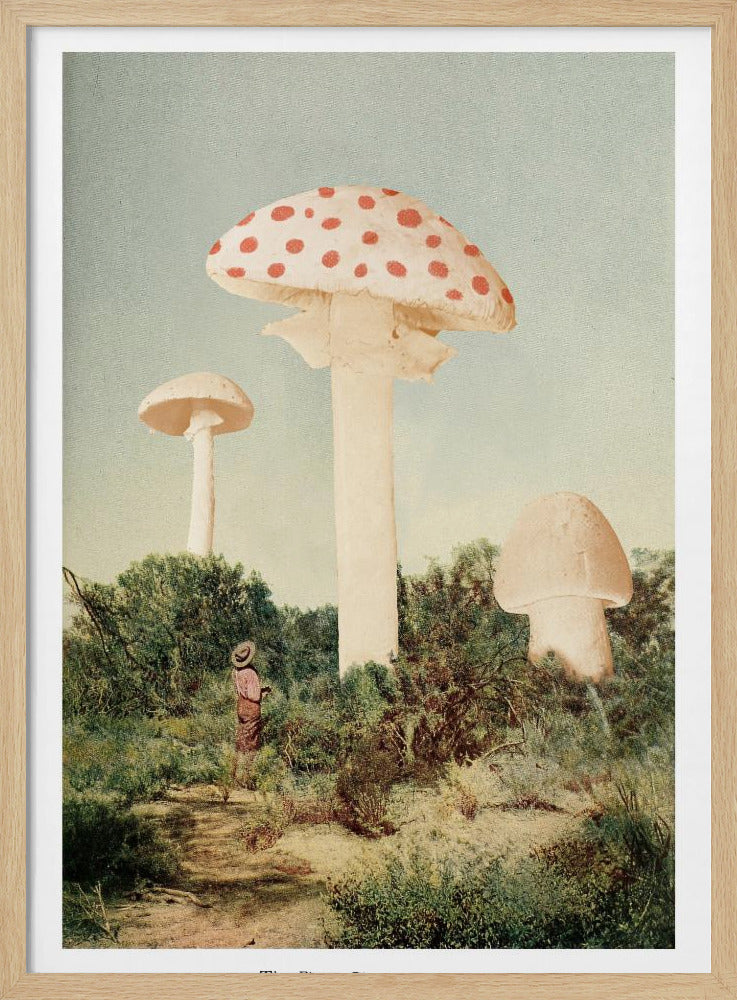 The Finest Giant Mushroom - Poster / Art Print