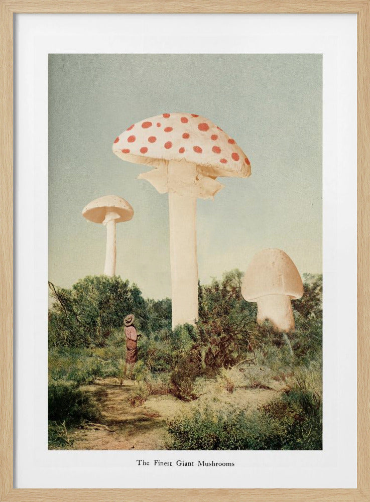 The Finest Giant Mushroom - Poster / Art Print