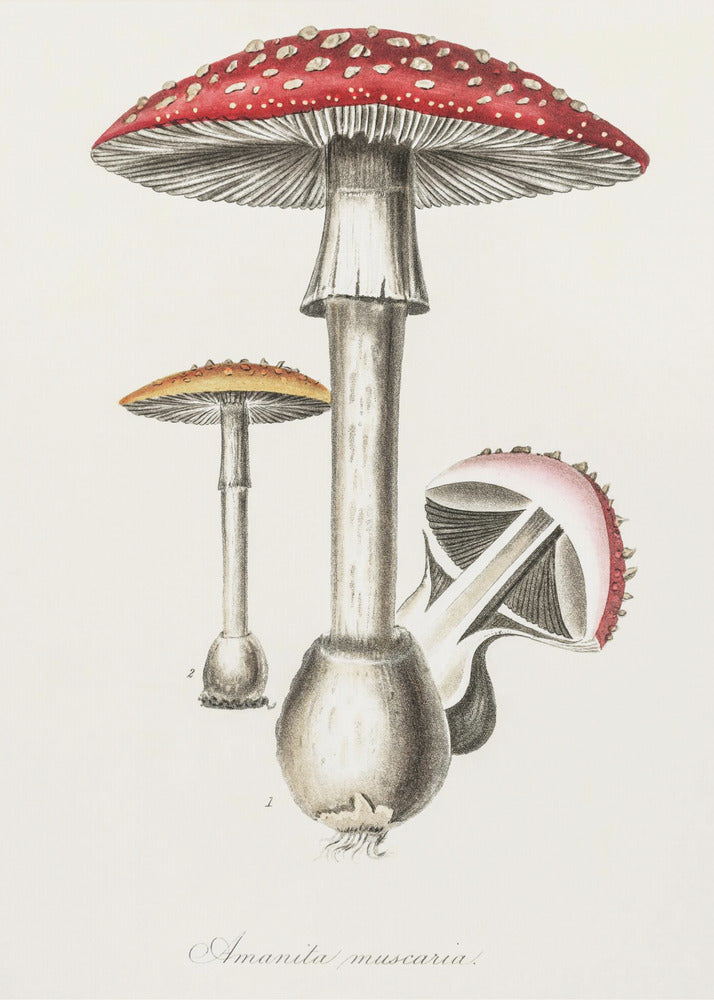 Amanita Muscaria Illustration. Medical Botany 1836 - Poster / Art Print