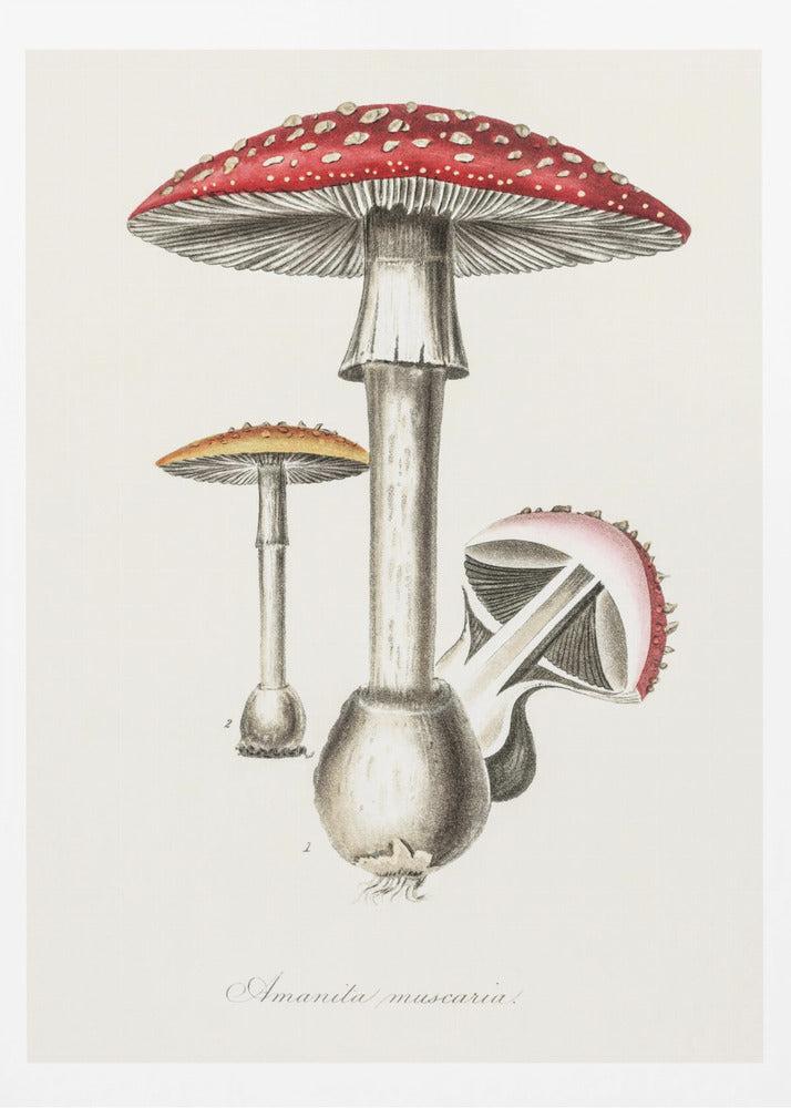 Amanita Muscaria Illustration. Medical Botany 1836 - Poster / Art Print