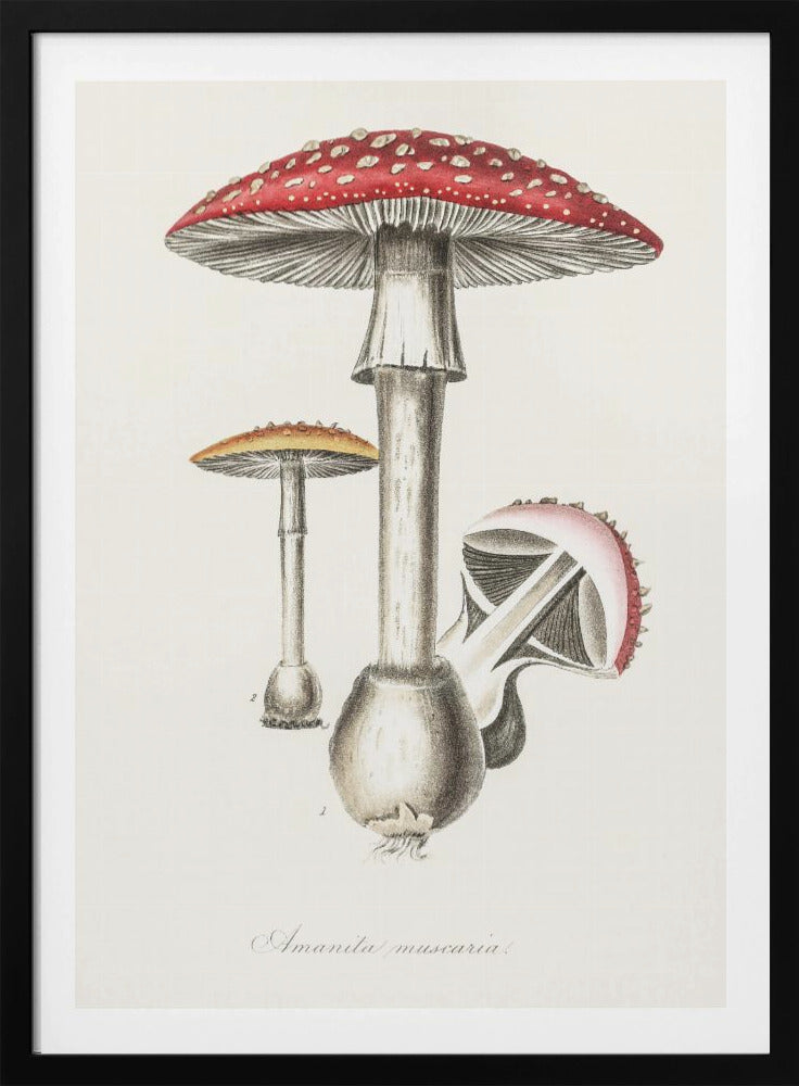 Amanita Muscaria Illustration. Medical Botany 1836 - Poster / Art Print