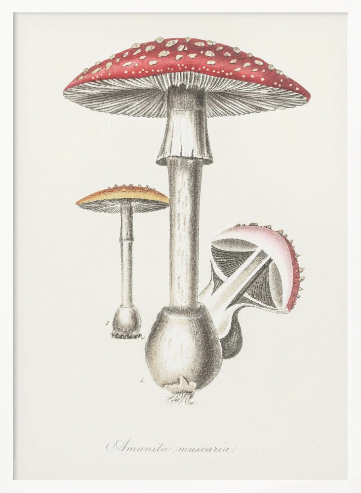 Amanita Muscaria Illustration. Medical Botany 1836 - Poster / Art Print