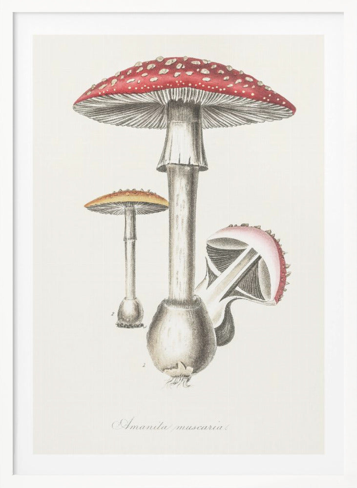 Amanita Muscaria Illustration. Medical Botany 1836 - Poster / Art Print