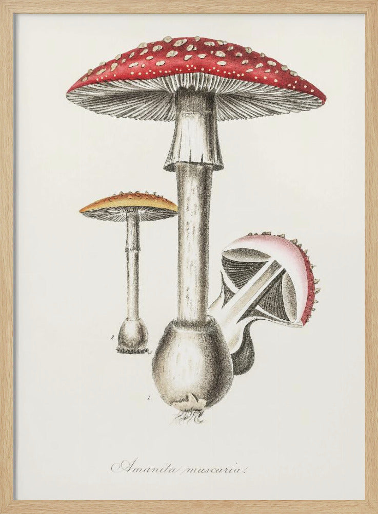 Amanita Muscaria Illustration. Medical Botany 1836 - Poster / Art Print