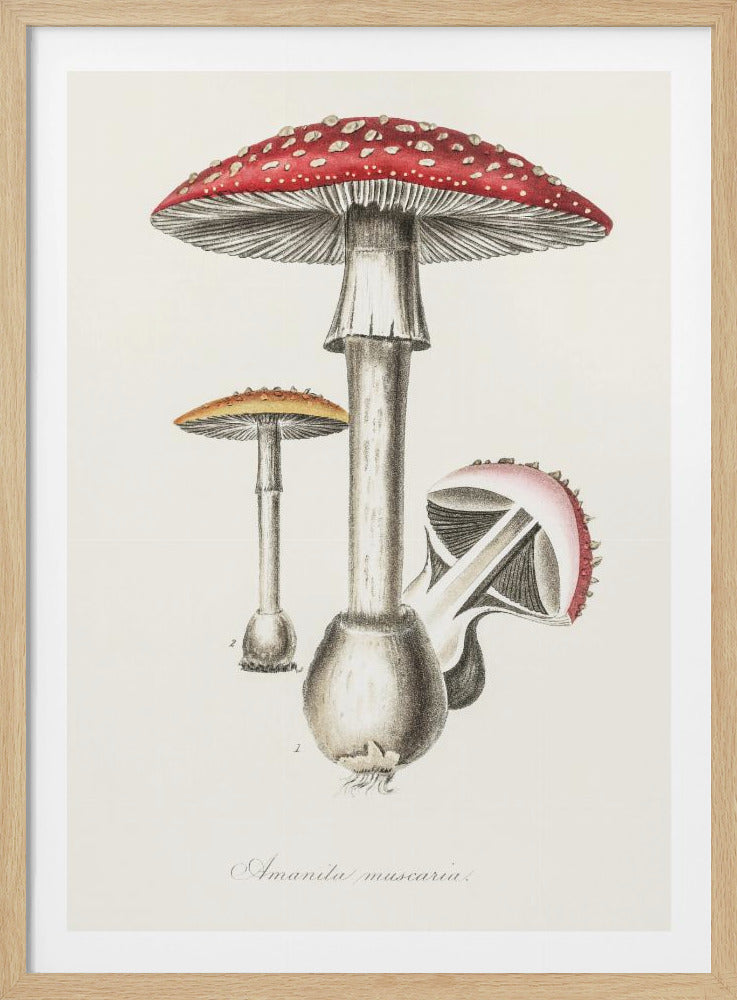 Amanita Muscaria Illustration. Medical Botany 1836 - Poster / Art Print