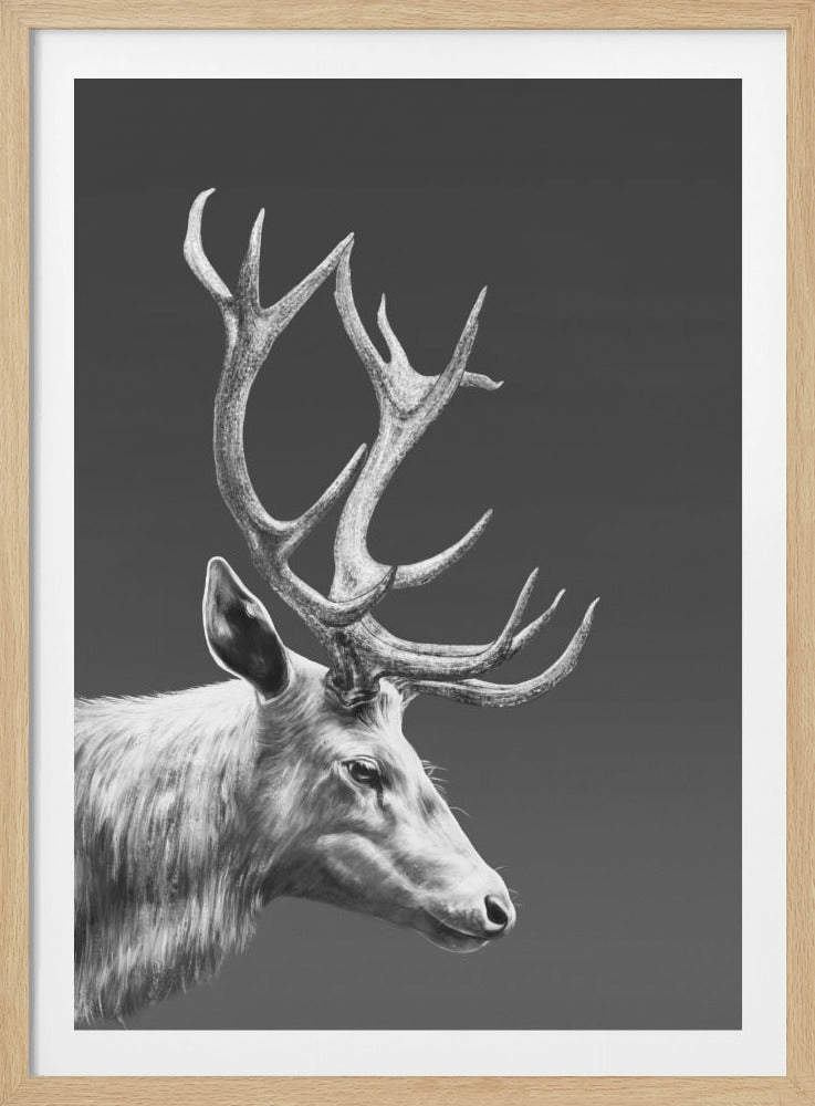 Reindeer - Poster / Art Print