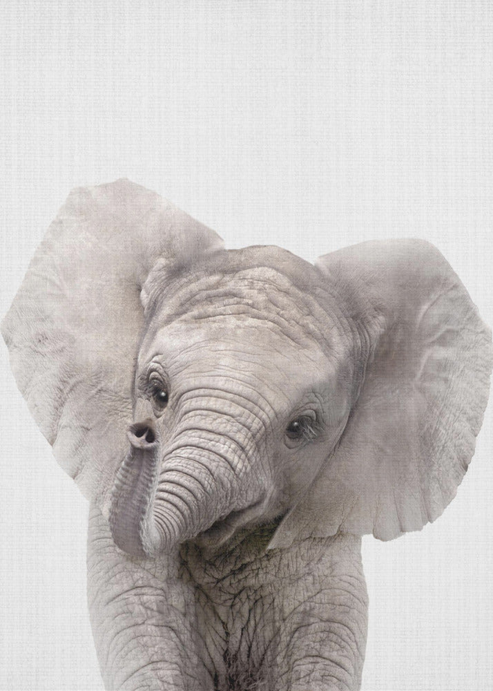 Peekaboo Baby Elephant - Poster / Art Print