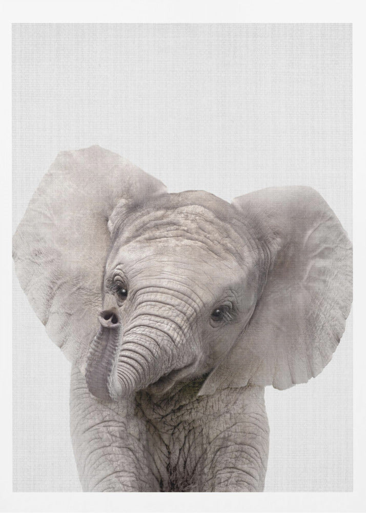 Peekaboo Baby Elephant - Poster / Art Print