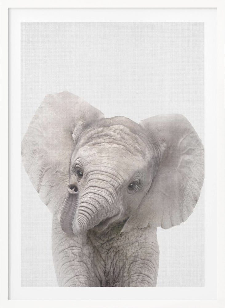 Peekaboo Baby Elephant - Poster / Art Print