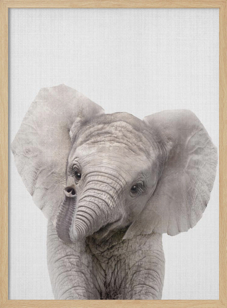 Peekaboo Baby Elephant - Poster / Art Print
