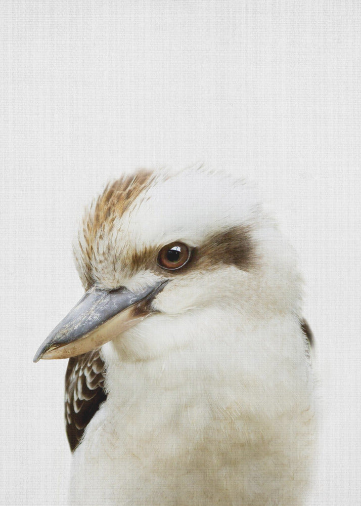 Peekaboo Kookaburra - Poster / Art Print
