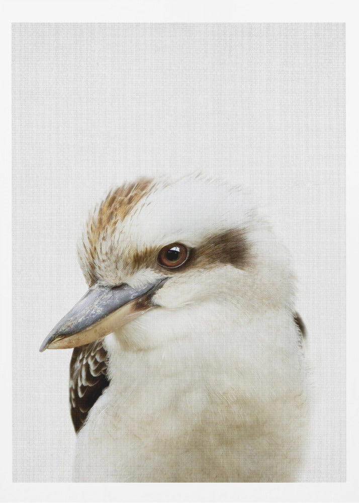 Peekaboo Kookaburra - Poster / Art Print