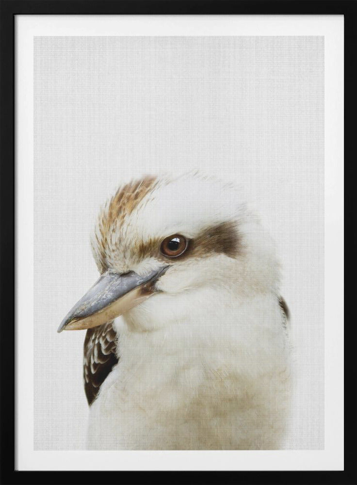 Peekaboo Kookaburra - Poster / Art Print