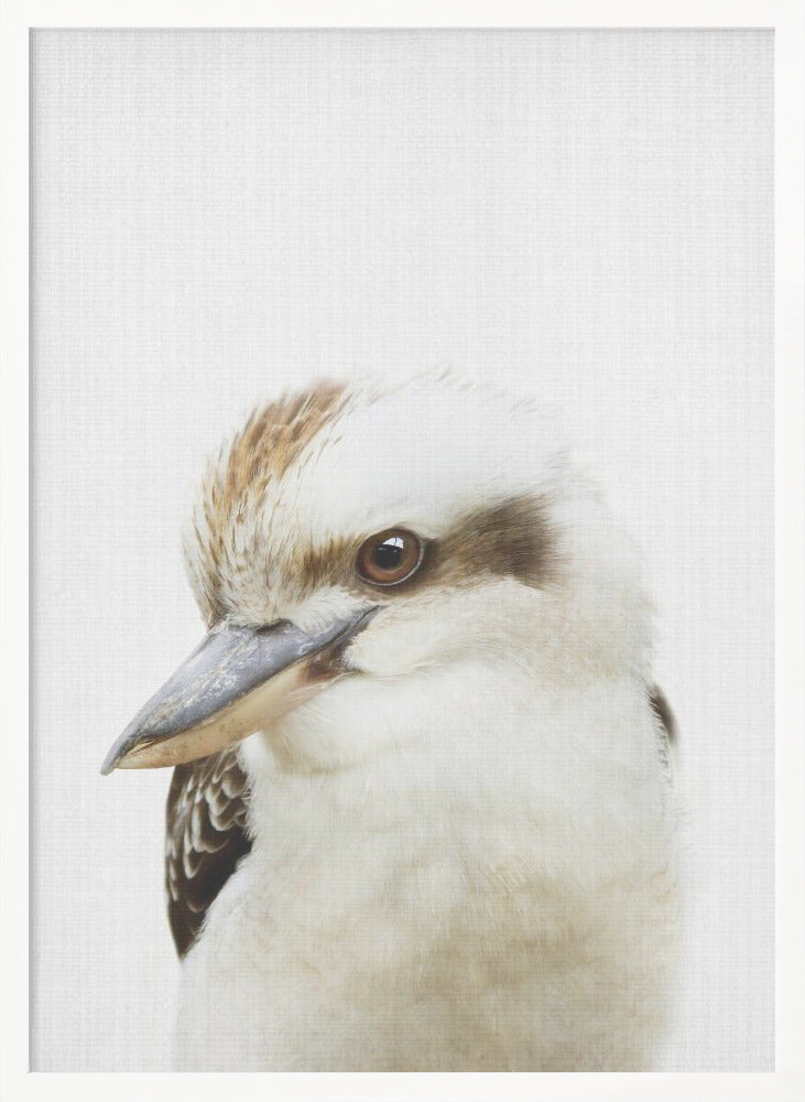 Peekaboo Kookaburra - Poster / Art Print