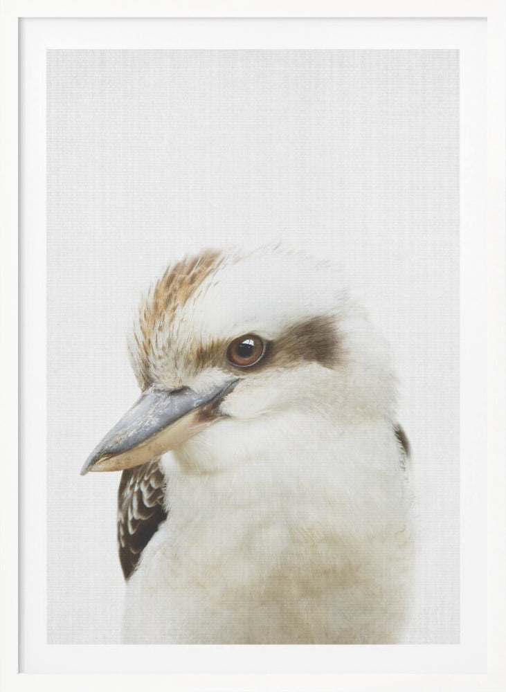 Peekaboo Kookaburra - Poster / Art Print