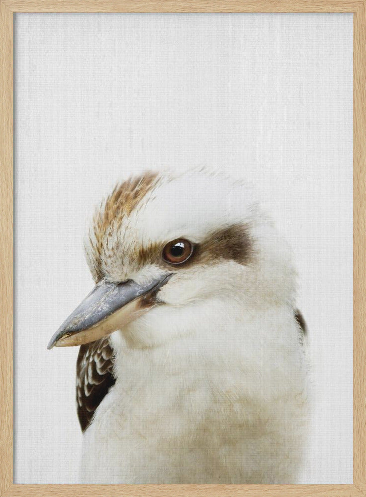 Peekaboo Kookaburra - Poster / Art Print