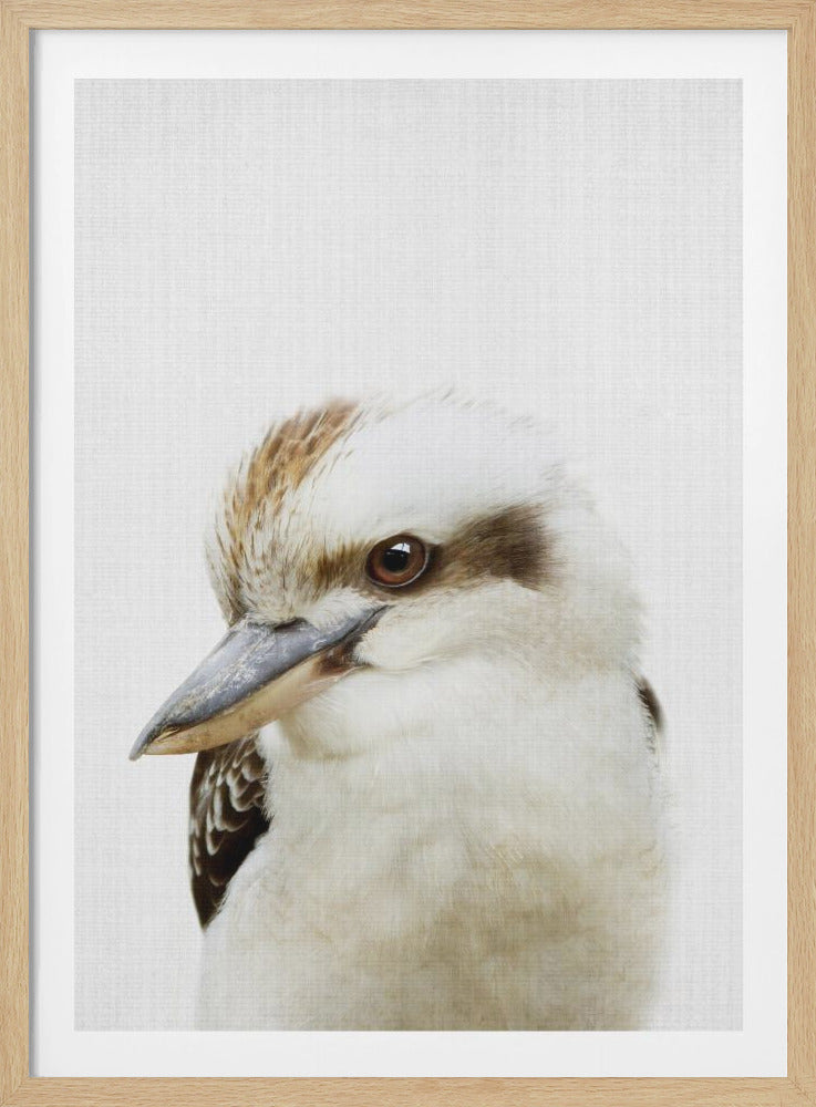 Peekaboo Kookaburra - Poster / Art Print