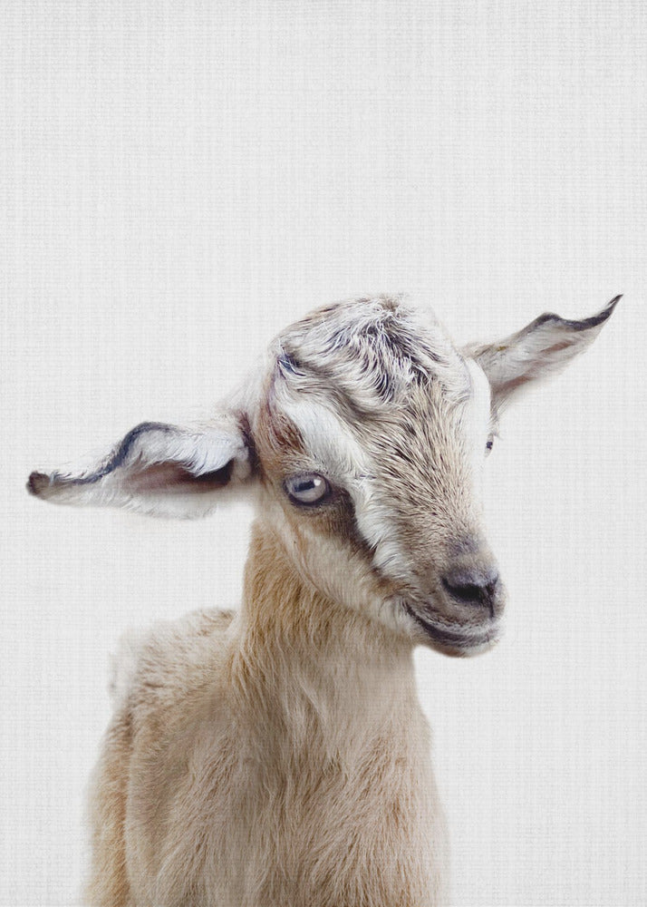Peekaboo Baby Goat - Poster / Art Print