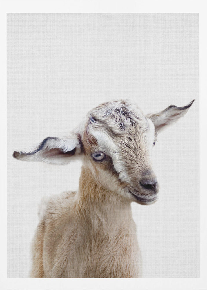Peekaboo Baby Goat - Poster / Art Print