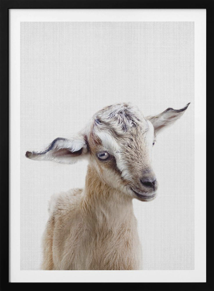 Peekaboo Baby Goat - Poster / Art Print