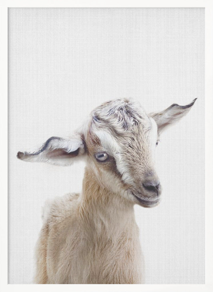 Peekaboo Baby Goat - Poster / Art Print