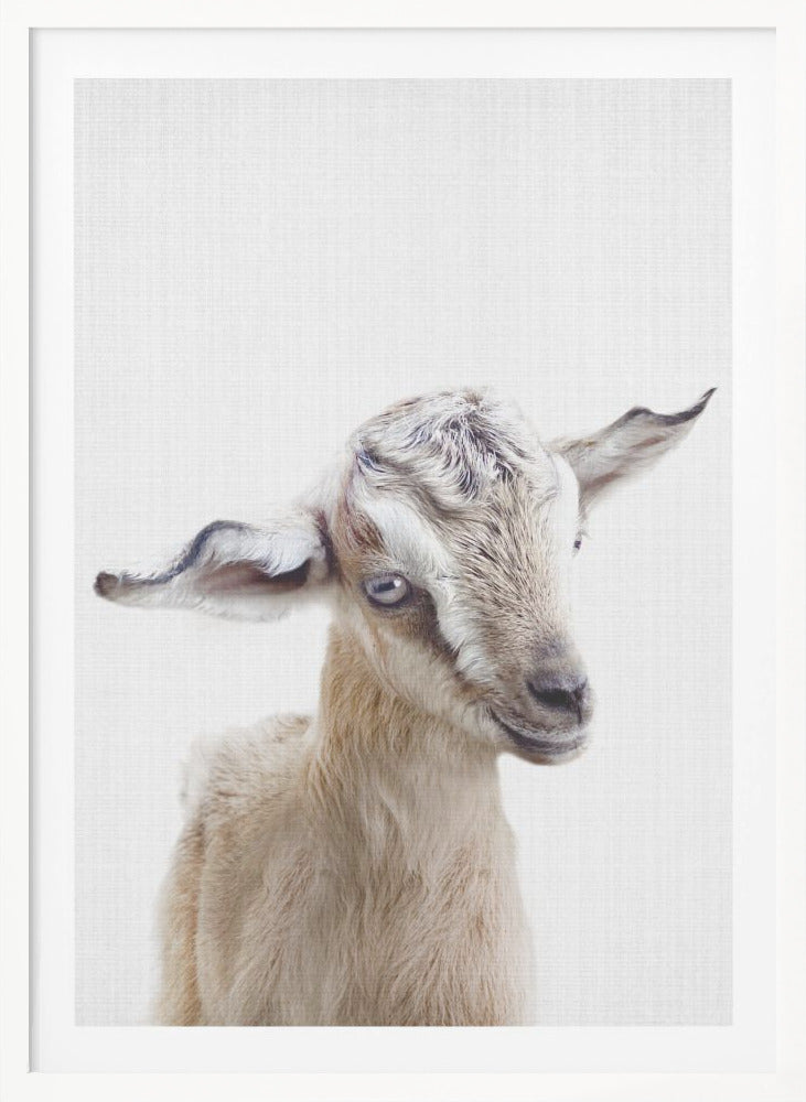 Peekaboo Baby Goat - Poster / Art Print