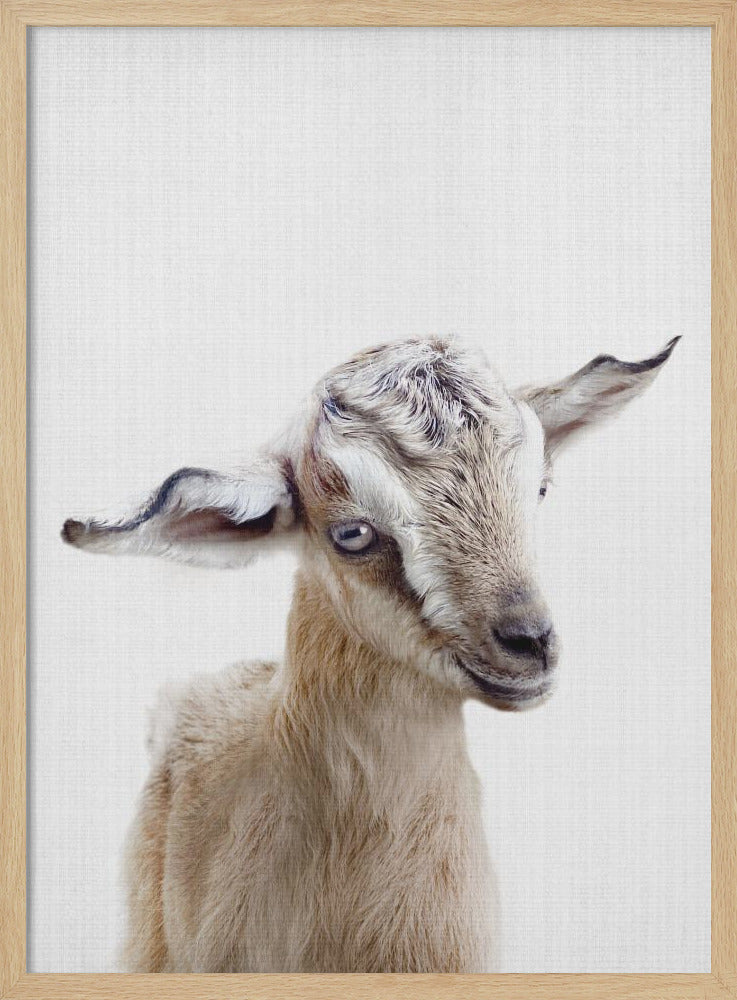 Peekaboo Baby Goat - Poster / Art Print