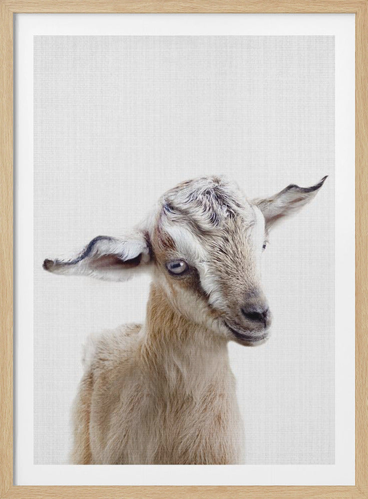 Peekaboo Baby Goat - Poster / Art Print