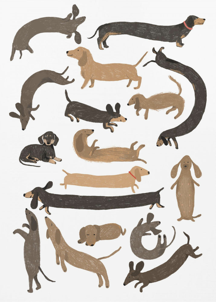 Dachshund Print - Poster / Art Print