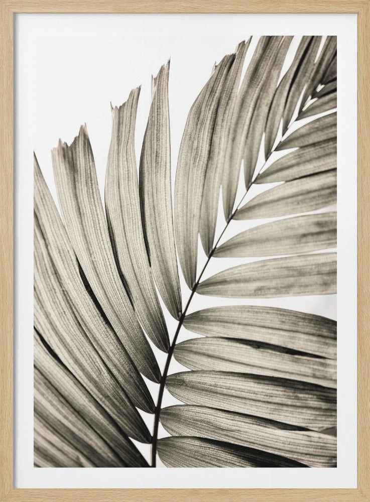 Palm Leaves 22 - Poster / Art Print