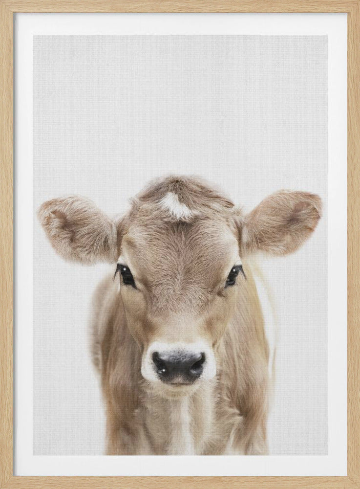 Peekaboo Baby Cow - Poster / Art Print