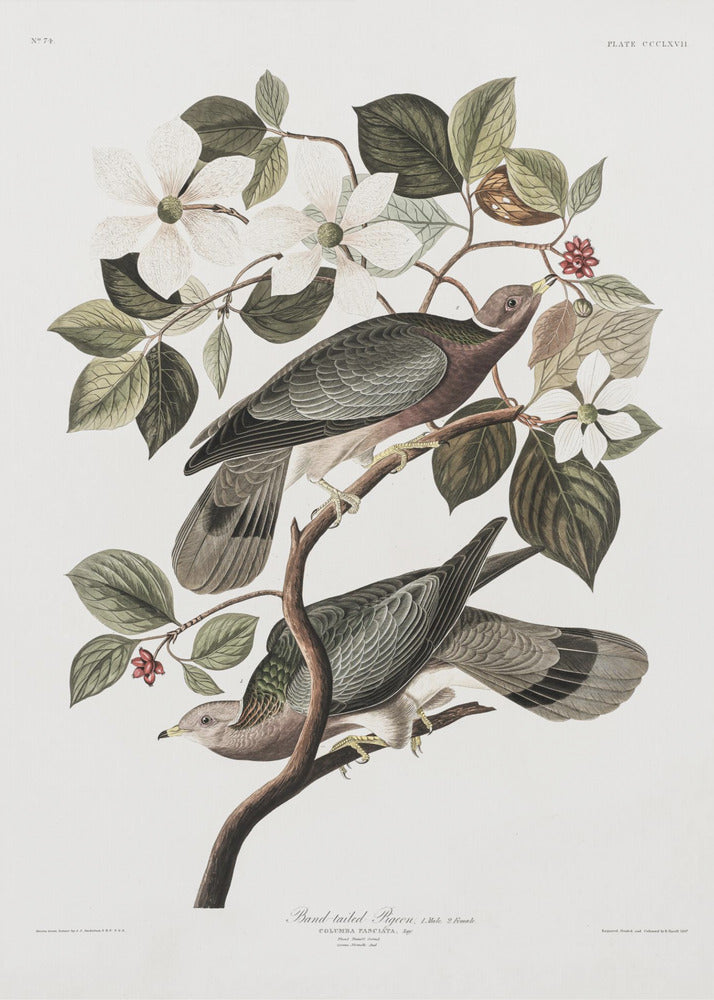 Brand Tailed Pigeon From Birds Of America (1827) - Poster / Art Print