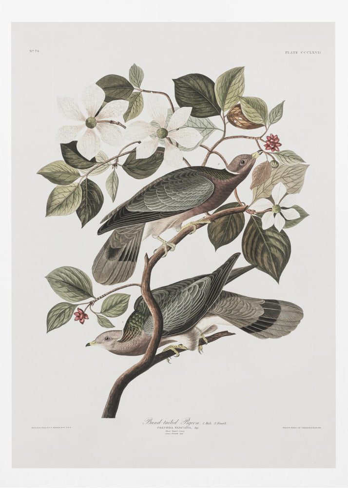 Brand Tailed Pigeon From Birds Of America (1827) - Poster / Art Print