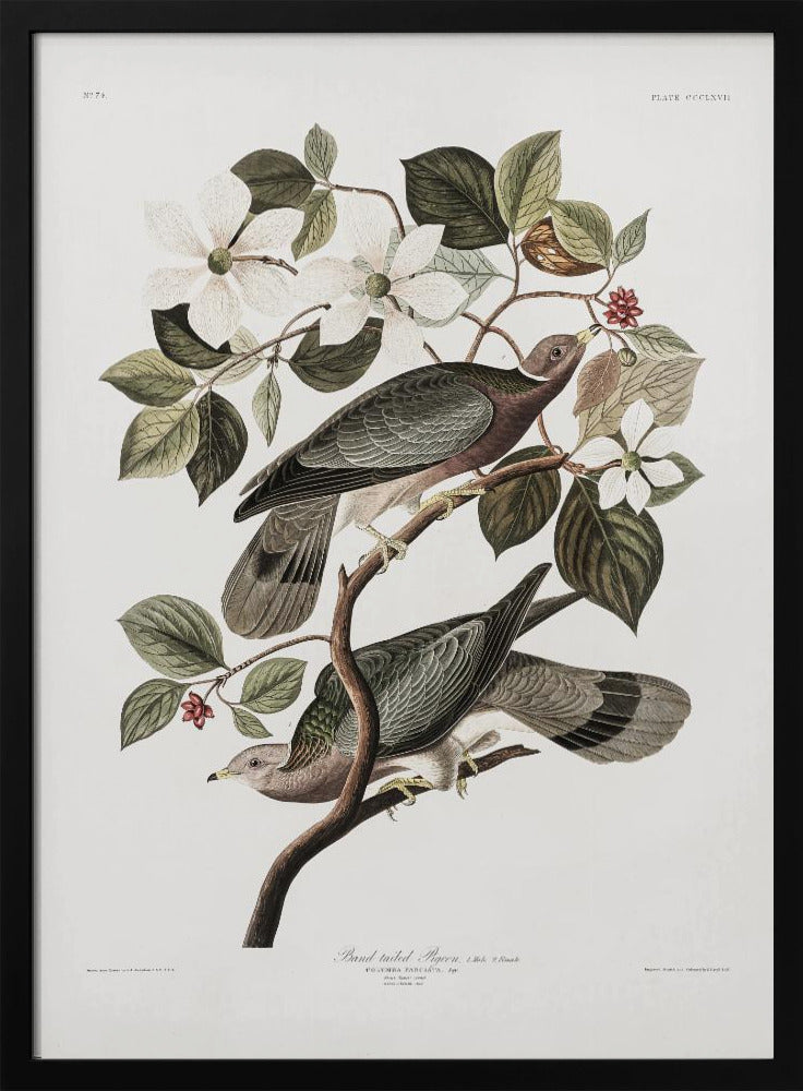 Brand Tailed Pigeon From Birds Of America (1827) - Poster / Art Print