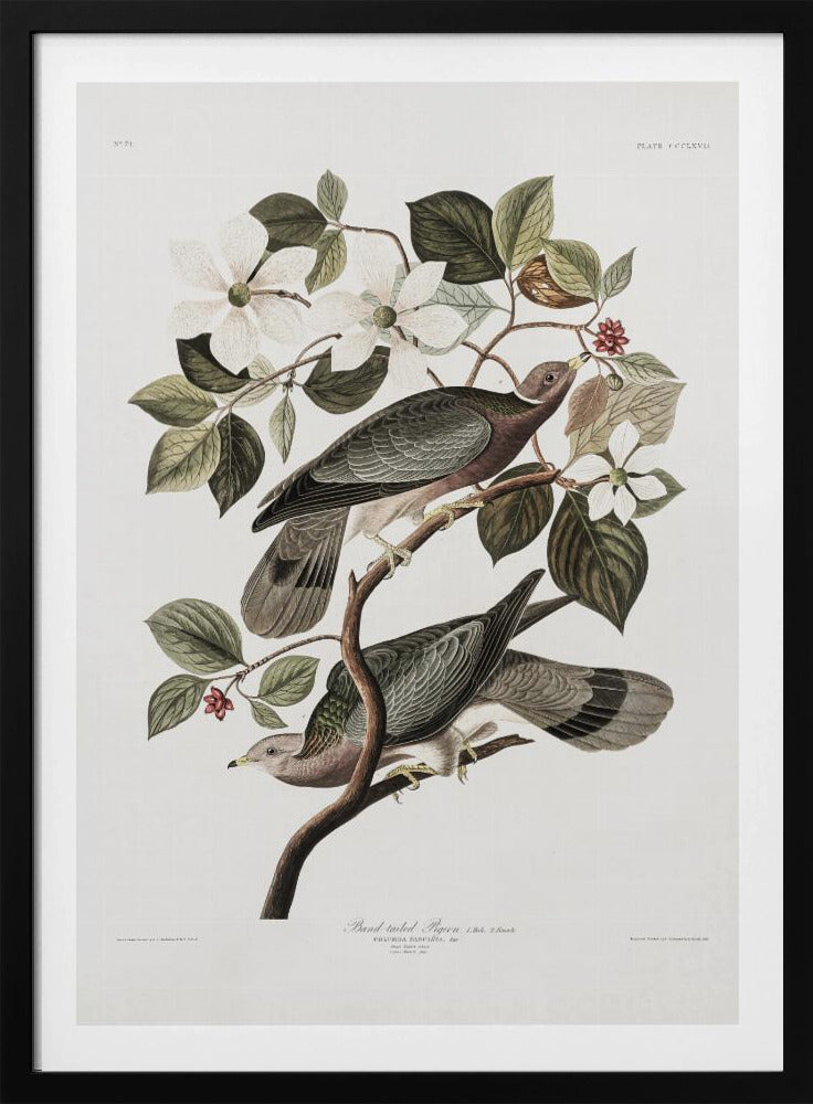 Brand Tailed Pigeon From Birds Of America (1827) - Poster / Art Print