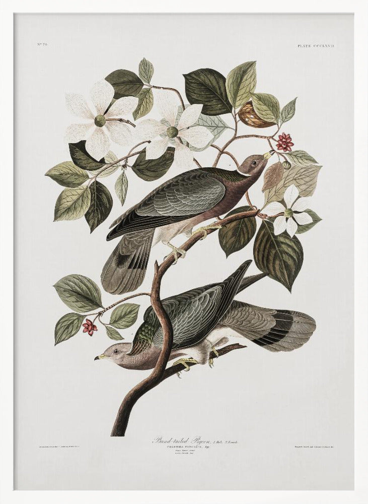 Brand Tailed Pigeon From Birds Of America (1827) - Poster / Art Print