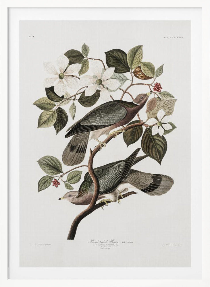 Brand Tailed Pigeon From Birds Of America (1827) - Poster / Art Print