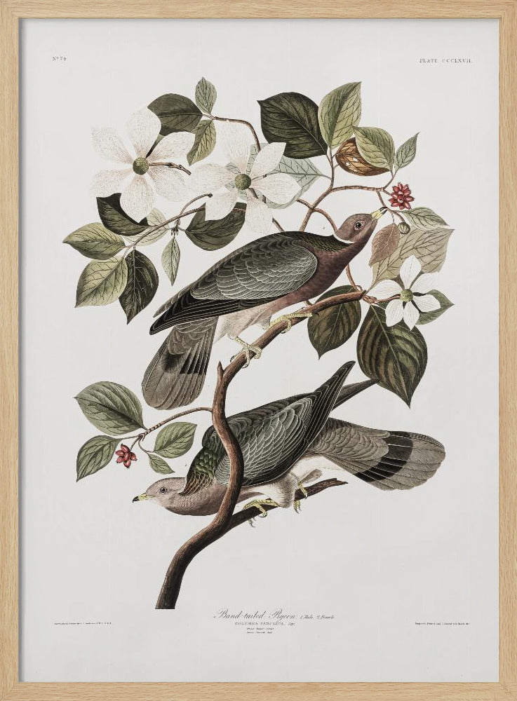Brand Tailed Pigeon From Birds Of America (1827) - Poster / Art Print