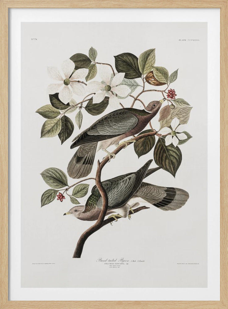 Brand Tailed Pigeon From Birds Of America (1827) - Poster / Art Print