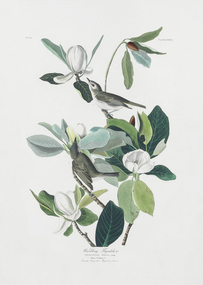 Warbling Flycatcher From Birds of America (1827) - Poster / Art Print