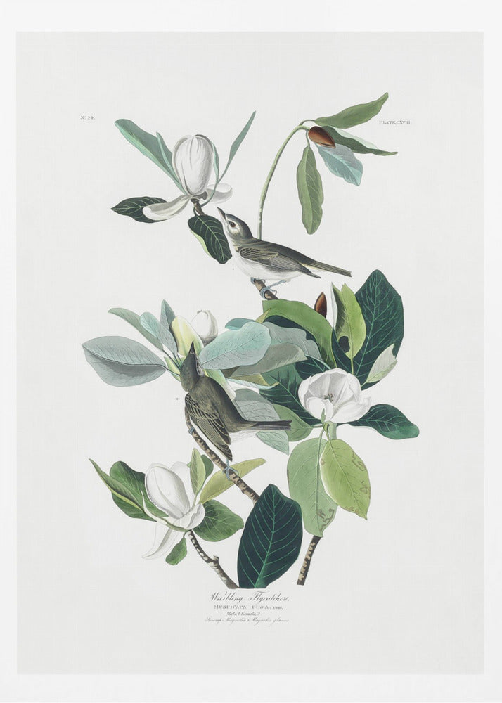 Warbling Flycatcher From Birds of America (1827) - Poster / Art Print