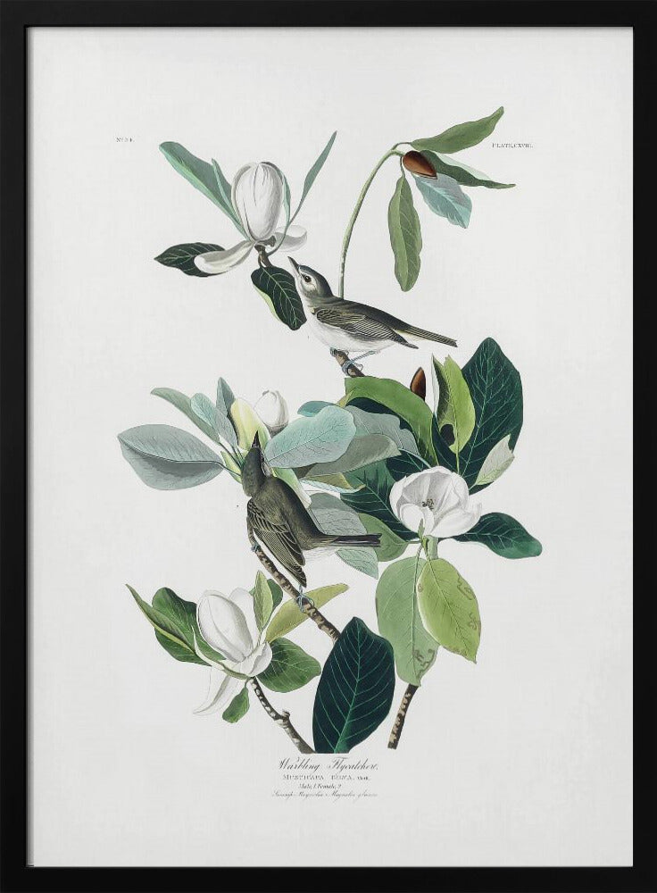 Warbling Flycatcher From Birds of America (1827) - Poster / Art Print