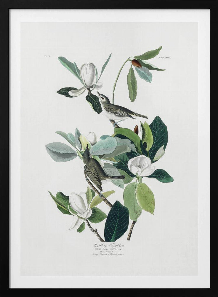 Warbling Flycatcher From Birds of America (1827) - Poster / Art Print