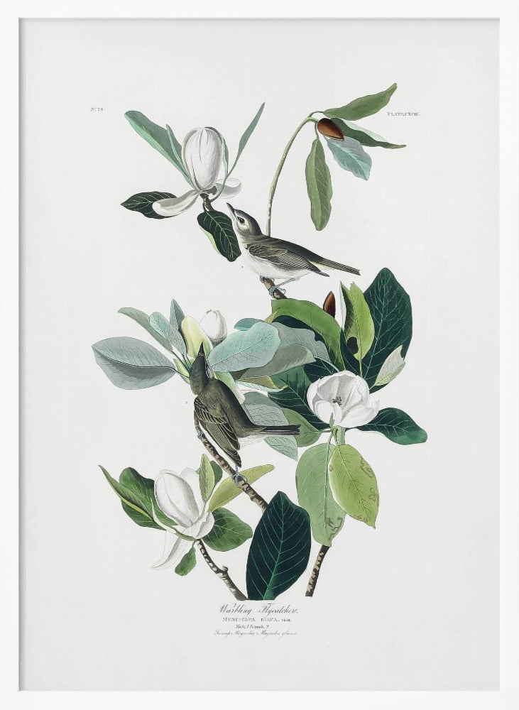 Warbling Flycatcher From Birds of America (1827) - Poster / Art Print